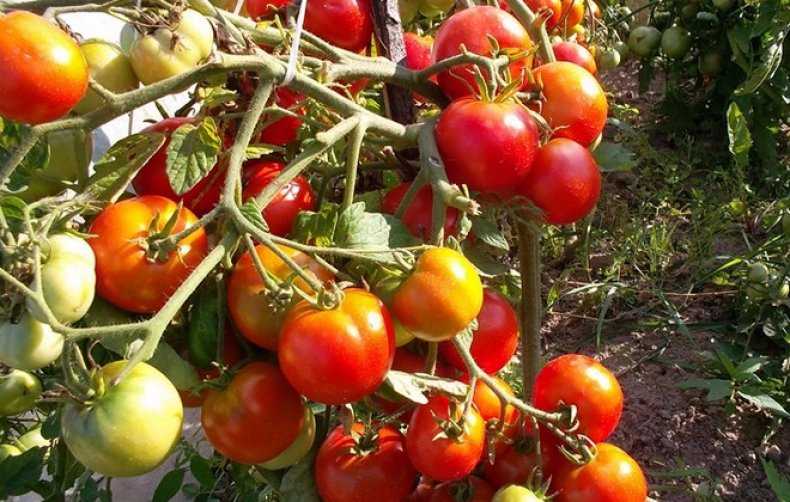 Посадка томатов на рассаду: выращивание из семян, когда сажать, по лунному календарю в подмосковье, в сибири, на урале северо-западе и юге, правила посева в домашних условиях