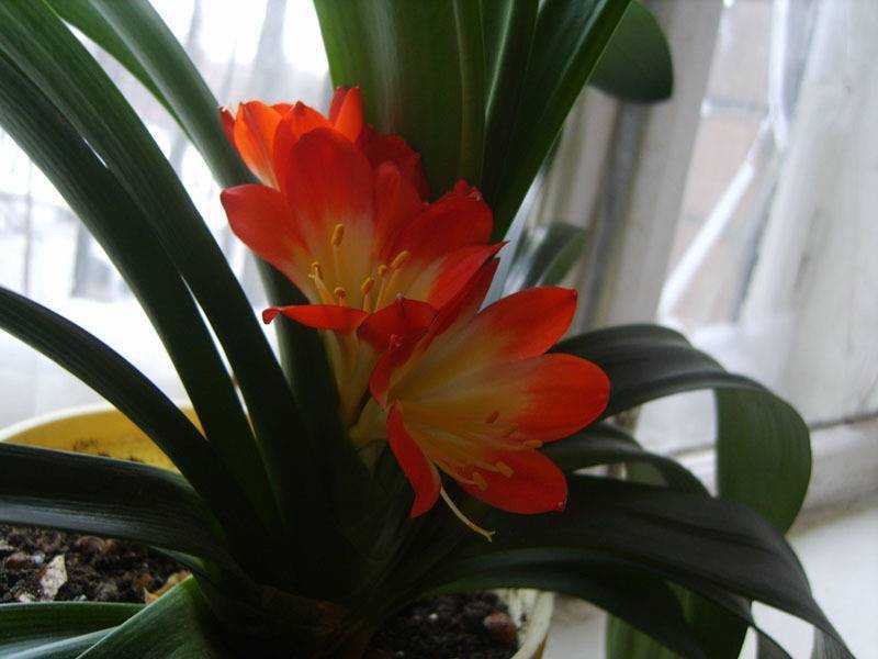Цветок кливия: уход в домашних условиях, фото и кливии, почему кливия не цветет, размножение и пересадка кливии