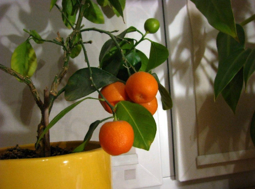 У лимона скручиваются листья внутрь: почему так происходит и что делать, если эта часть комнатного растения сворачивается в трубочку и желтеет?