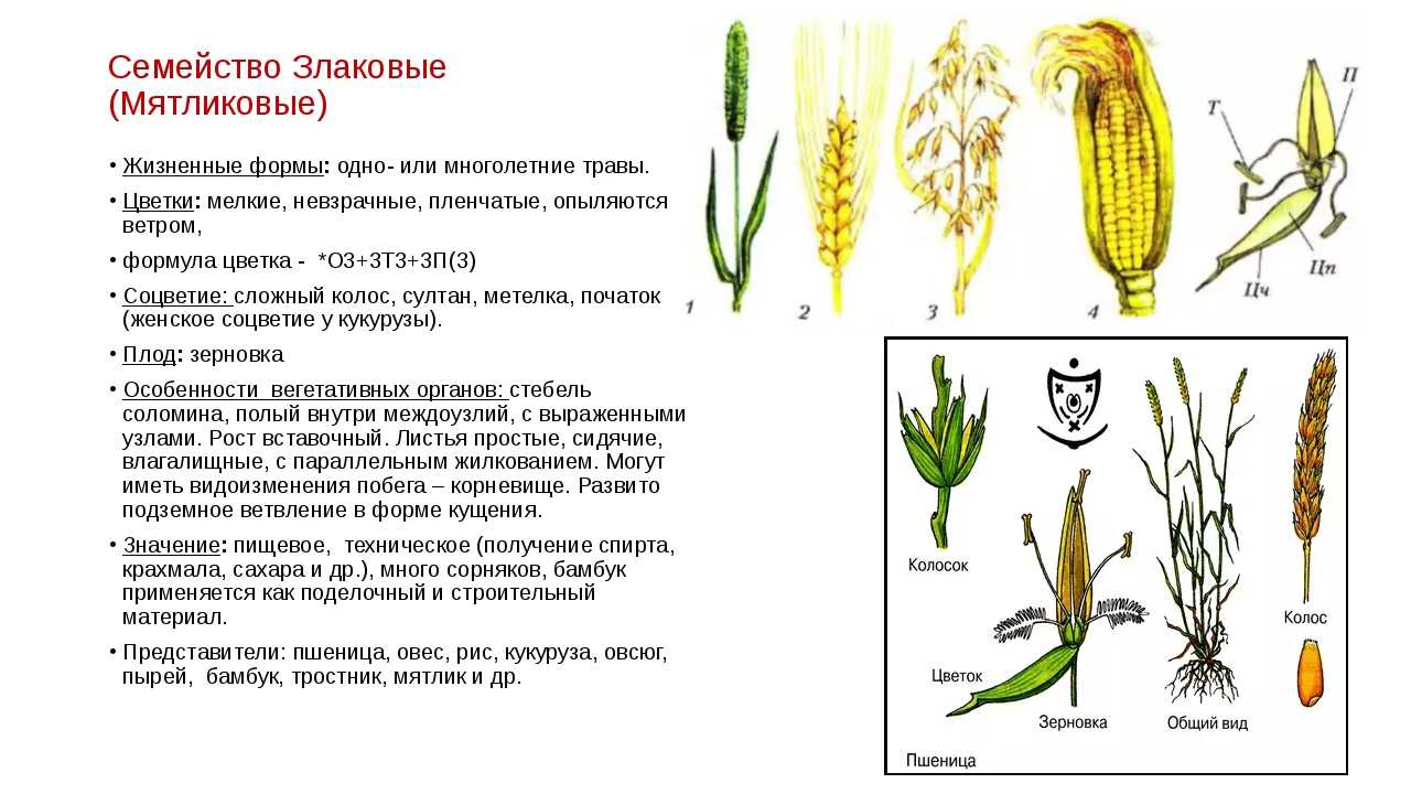 Мятликовые - семейство poaceae - описание таксона - плантариум