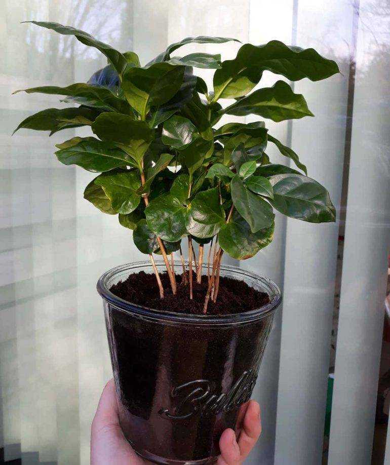 Уход за комнатным растением "кофе арабика": полив, освещение, размножение