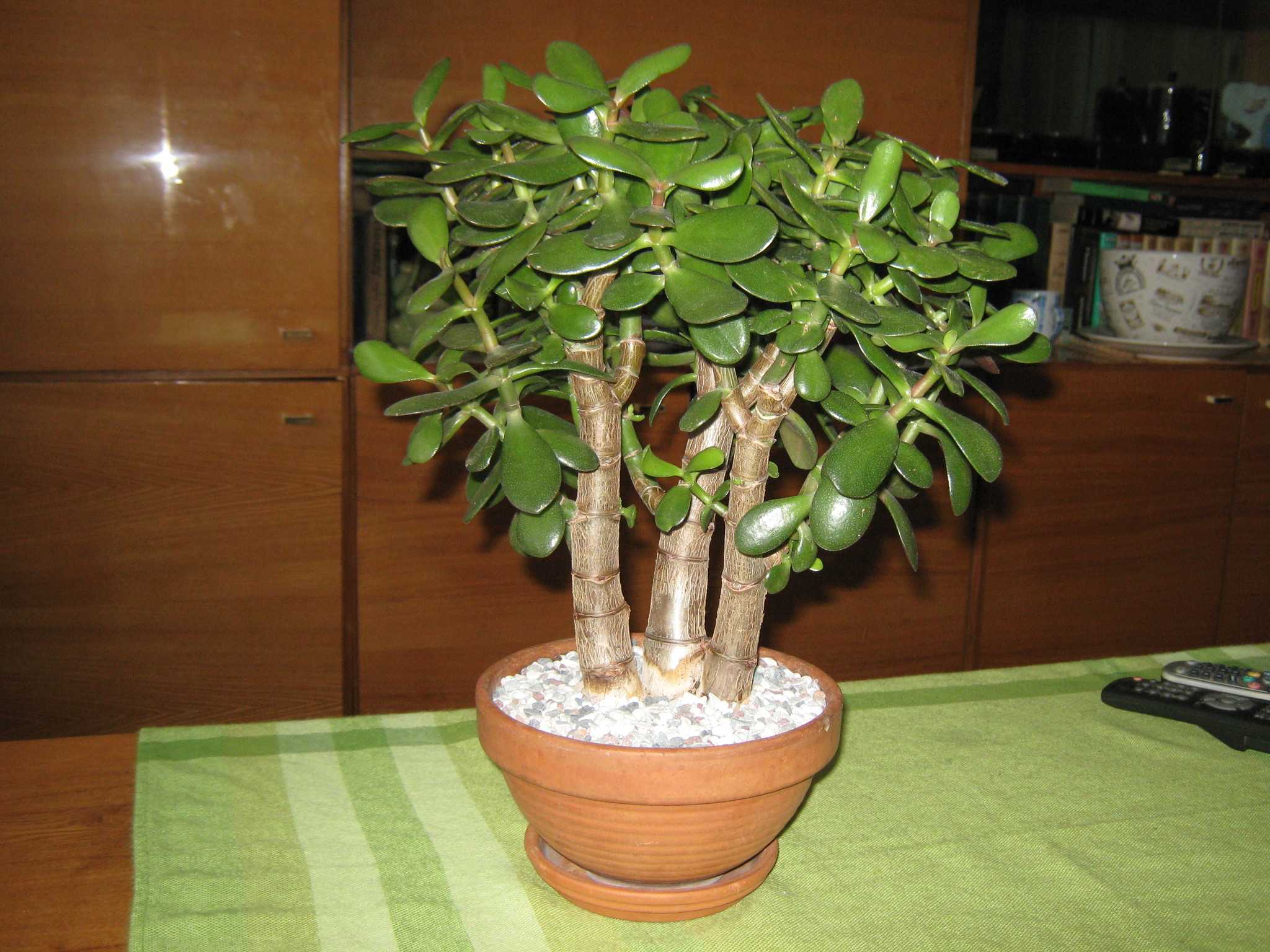 Денежное дерево(толстянка) или крассула, уход в домашних условиях, почему нельзя держать дома, фото