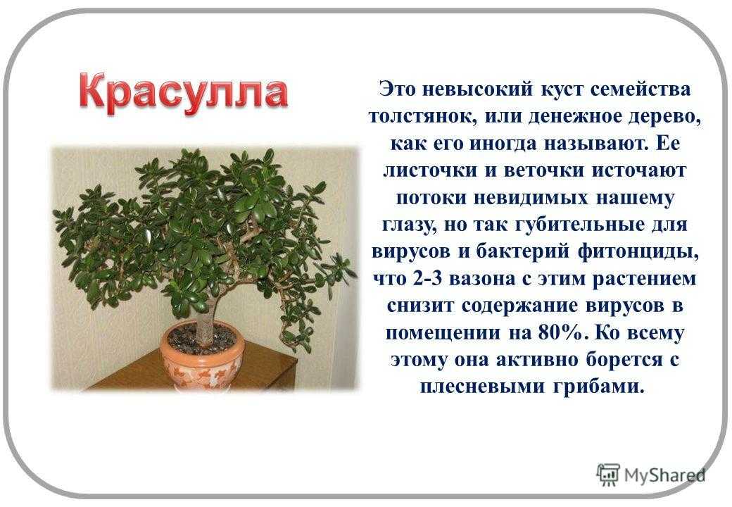 ✅ денежное дерево (толстянка, крассула) - уход в домашних условиях, выращивание, цветение, размножение
