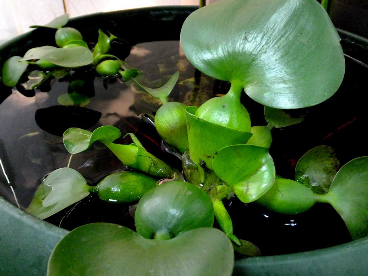Эйхорния - водяной гиацинт - описание и фото