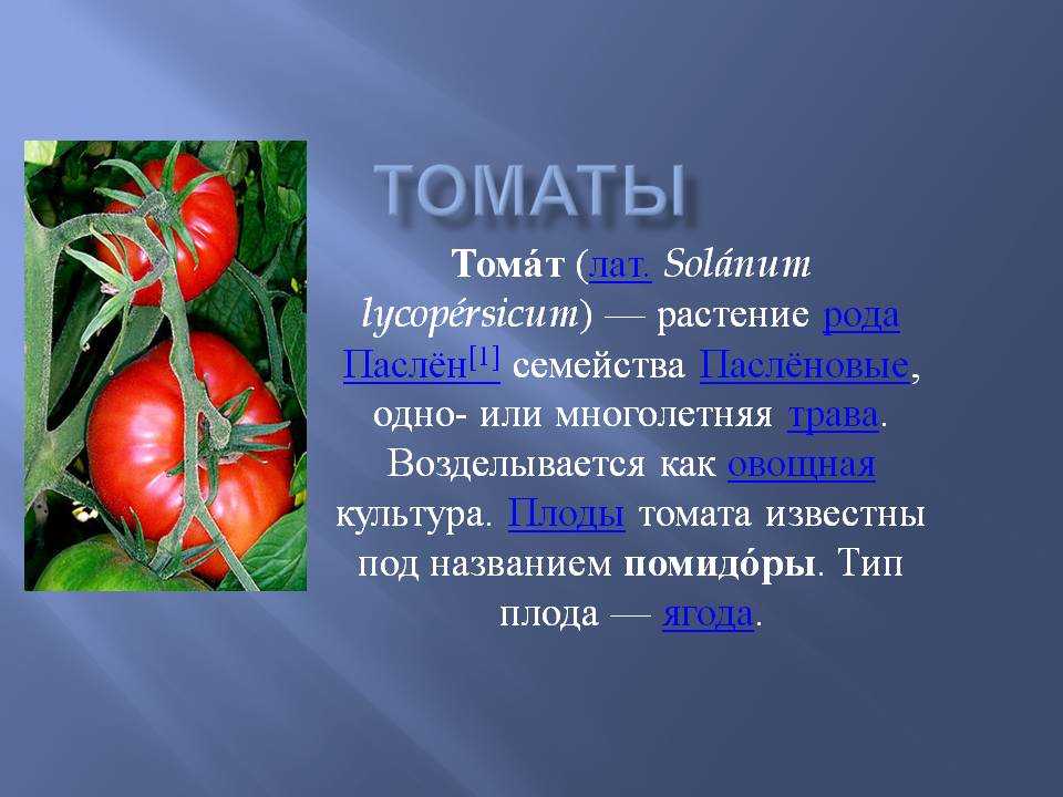 Томат - пасленовые культуры - овощные культуры