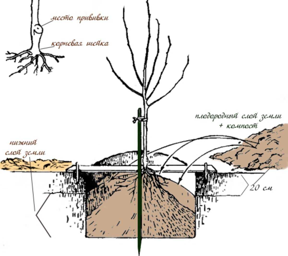 Как посадить грушу осенью: преимущества, правила посадки и ухода за саженцами