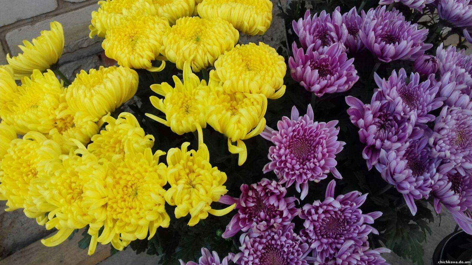 Выращивание хризантем на продажу, или цветы как бизнес. технология выращивания. фото — ботаничка.ru