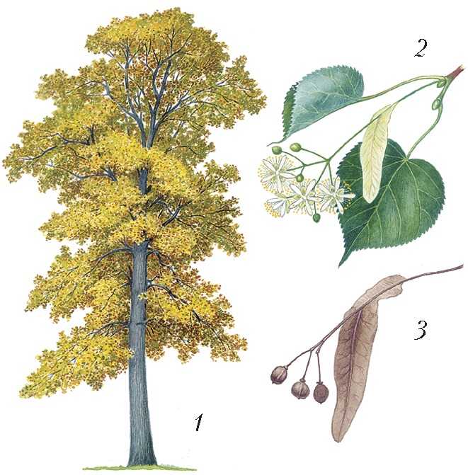 Липа: описание дерева, посадка и уход, выращивание из семян