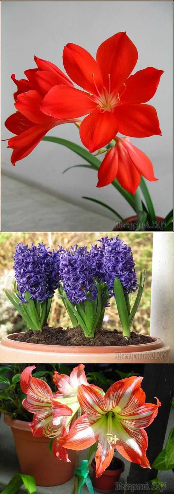 Луковичные цветы (весенние, летние и осенние) для сада: описания сортов, названия и фото + применение в ландшафте
