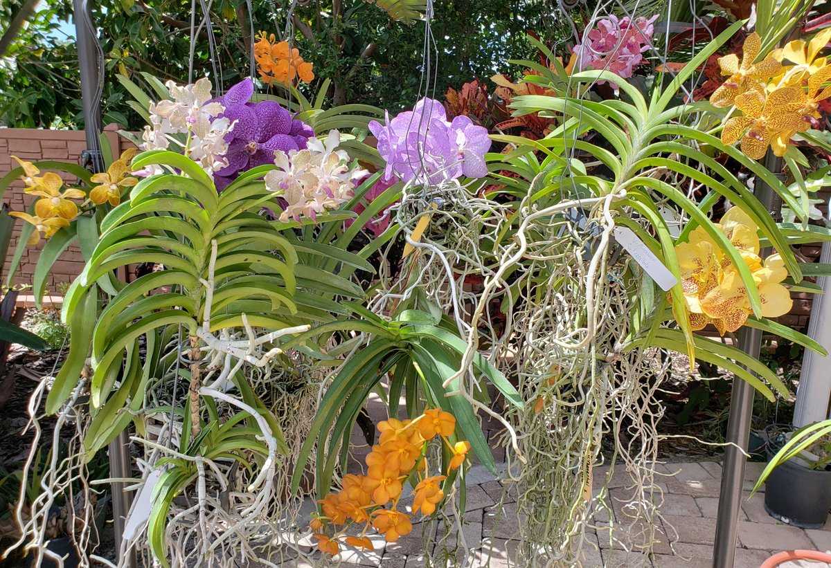 Орхидея каттлея: советы по уходу и пересадке. как зацвести каттлею в домашних условиях