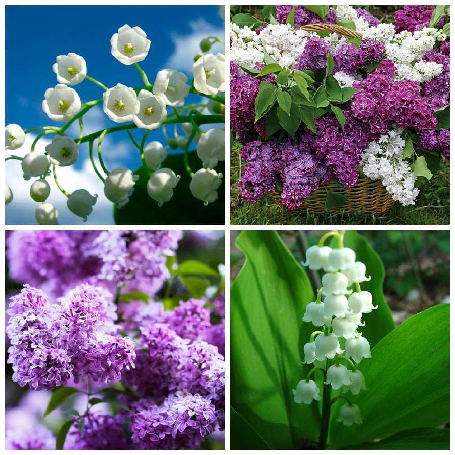Популярные и редкие луковичные цветы: для сада многолетние или домашние