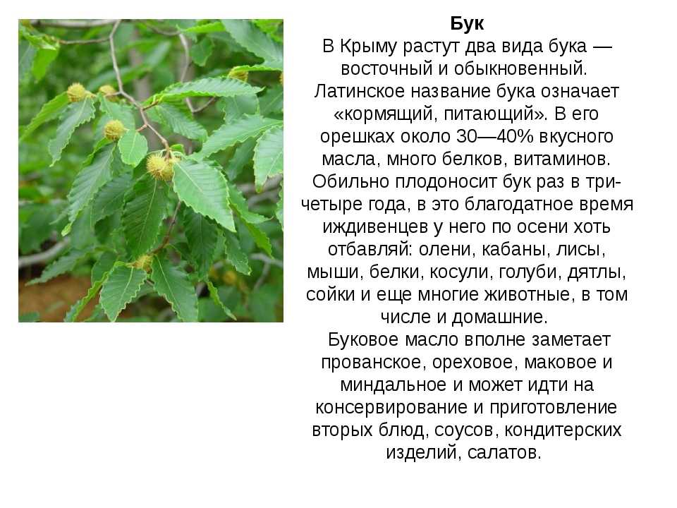 Характеристика дерева бук: плод, листья. выращивание