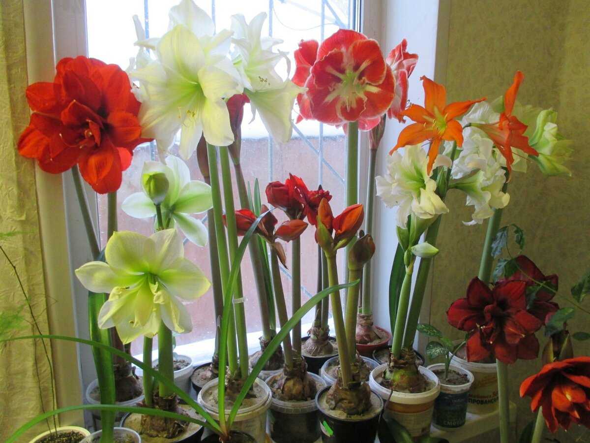 Гиппеаструм – уход и размножение цветка в домашних условиях