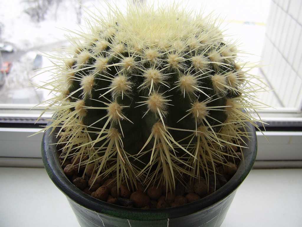 Род эхинокактус (echinocactus)