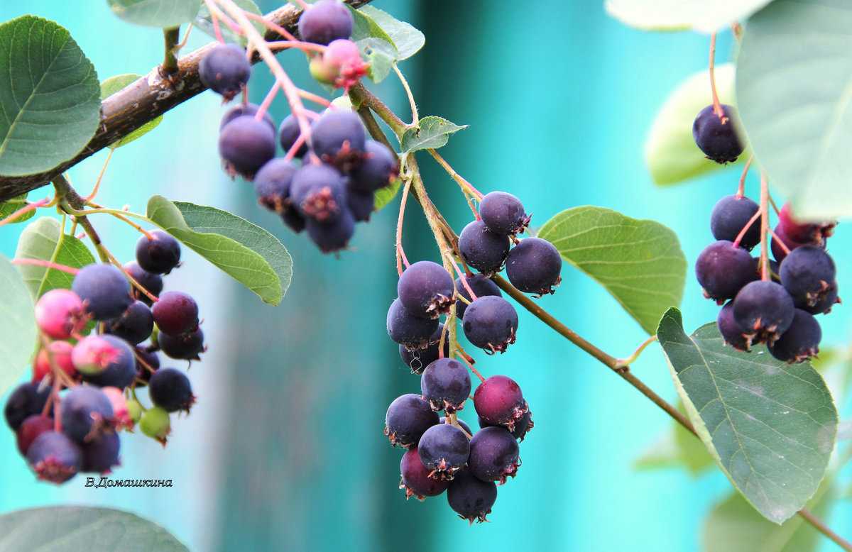 Ирга (винная ягода): вкус, состав и полезные свойства
