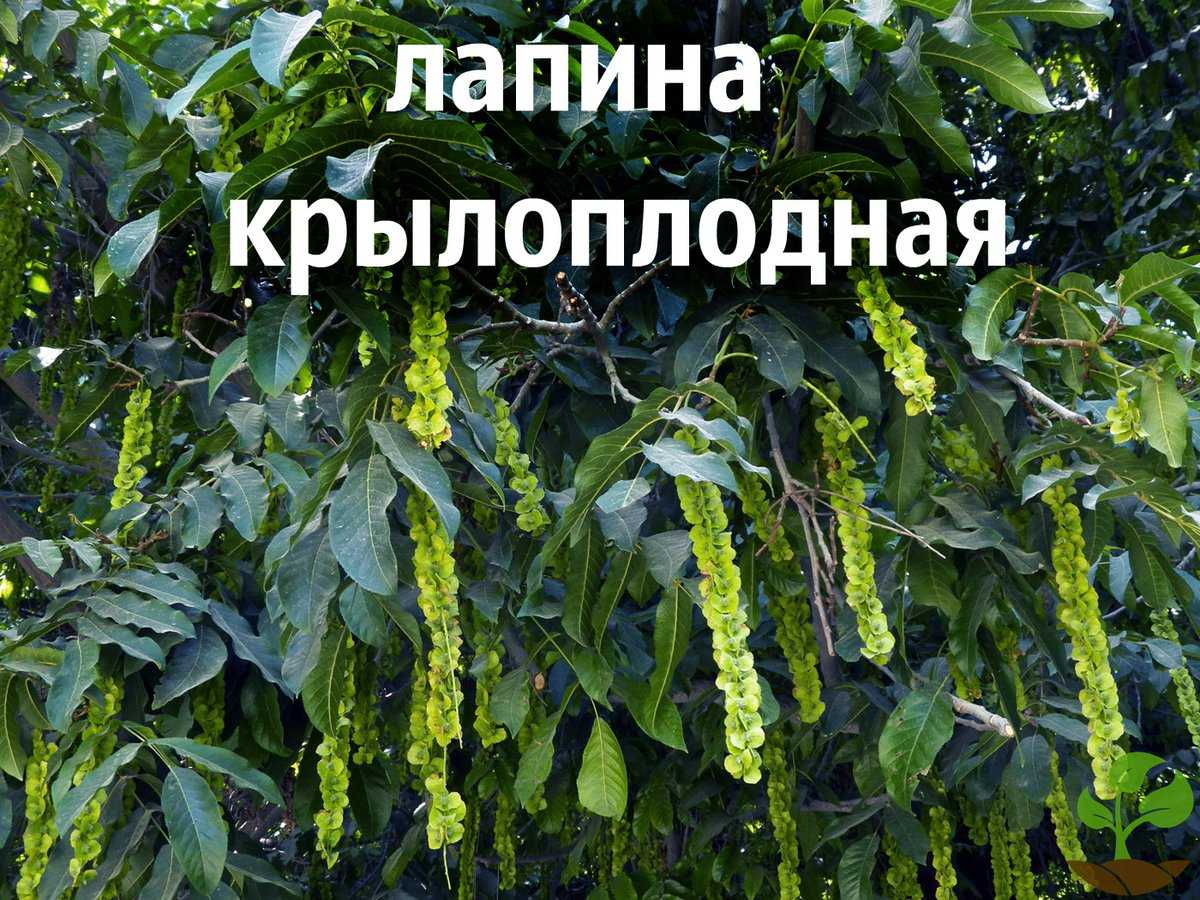 Растение птерокария / лапина: фото, сорта, выращивание, посадка и уход