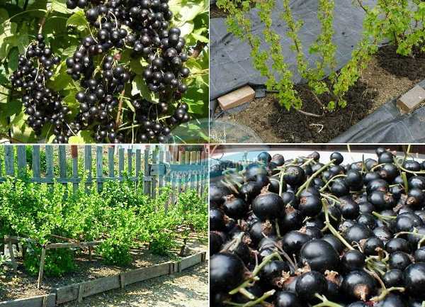 Сорта черной смородины: особенности выращивания и правила посадки разных сортов (145 фото)