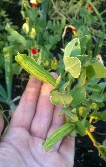 Спаржевый горох, или тетрагонолобус - любимый овощ королевы елизаветы ii ► последние новости