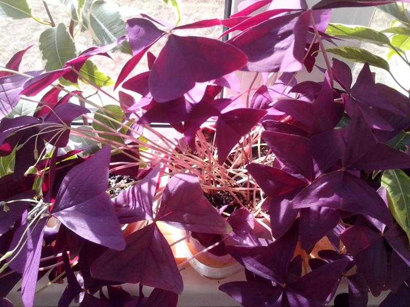 Оксалис, кислица комнатная уход и виды | flowery-blog