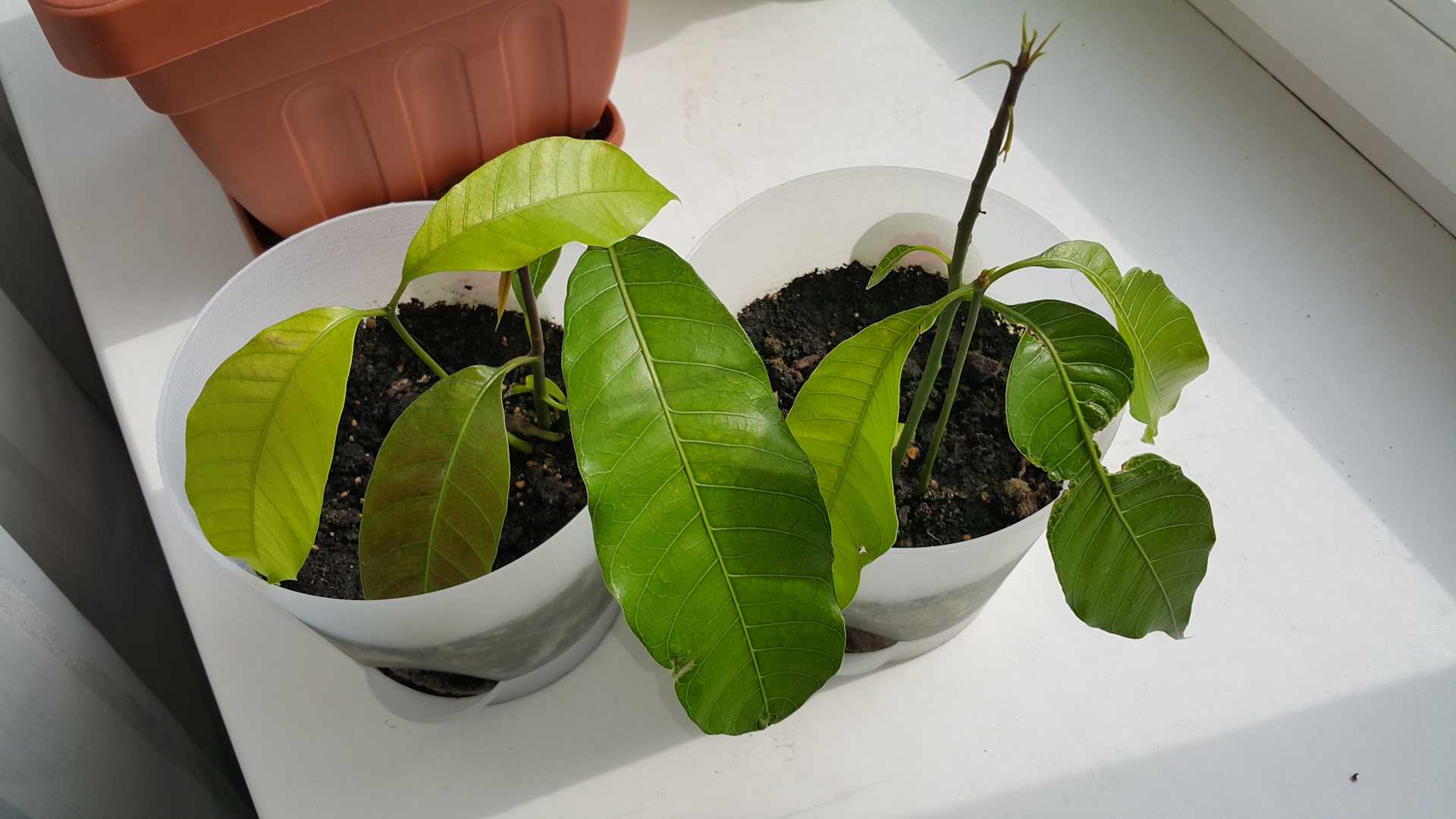 Как растет манго в домашних условиях: фото, можно ли получить из семечки, как правильно посадить в горшок и ухаживать, как цветет, почему скручиваются листья? selo.guru — интернет портал о сельском хозяйстве