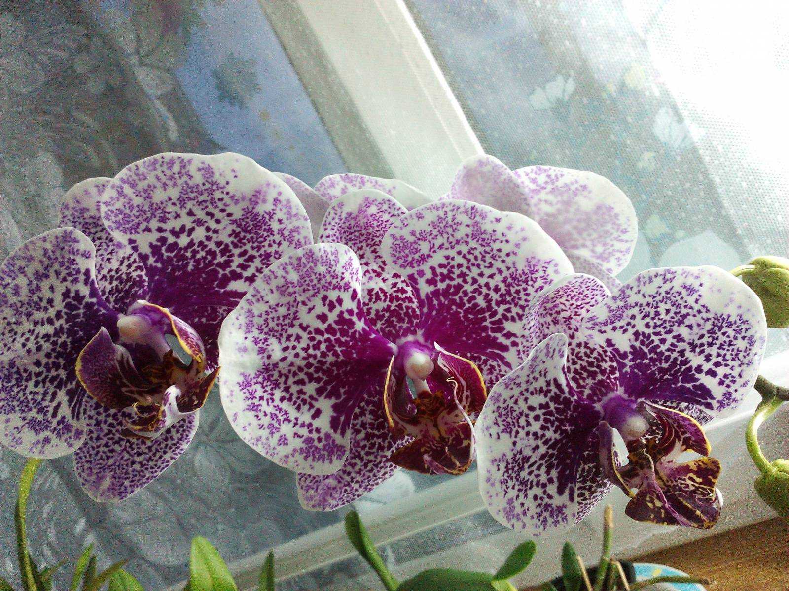 Виды и сорта орхидеи фаленопсис с фото и названиями