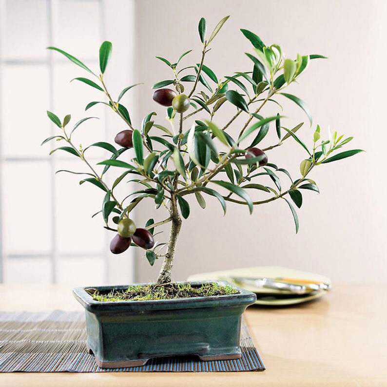 Как вырастить оливковое дерево в домашних условиях  – от выбора сорта, до сбора урожая | (50+ фото и видео)