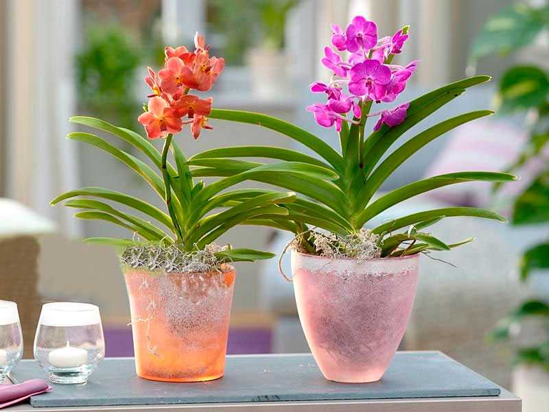 Орхидея аскоценда: как ухаживать, пересадка, обрезка, полив, отзывы, виды