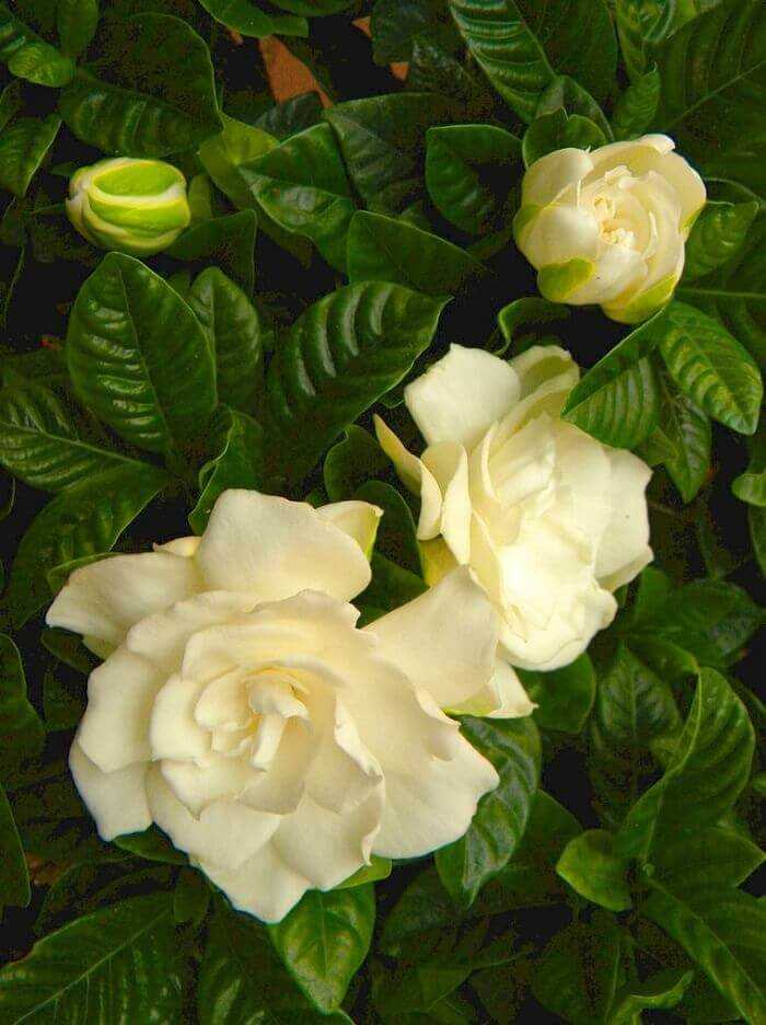 Жасминовидная гардения (gardenia jasminoides): пересадка и размножение