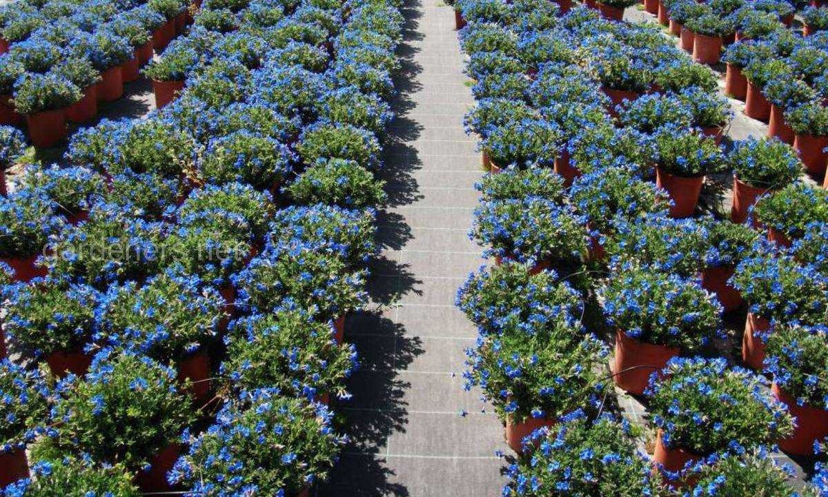 Гелиптерум акроклинум выращивание из семян посадка и уход в открытом грунте фото цветов