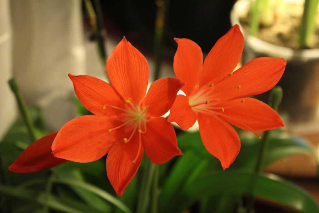 Комнатное растение валлота: фото и описание, уход и выращивание в домашних условиях