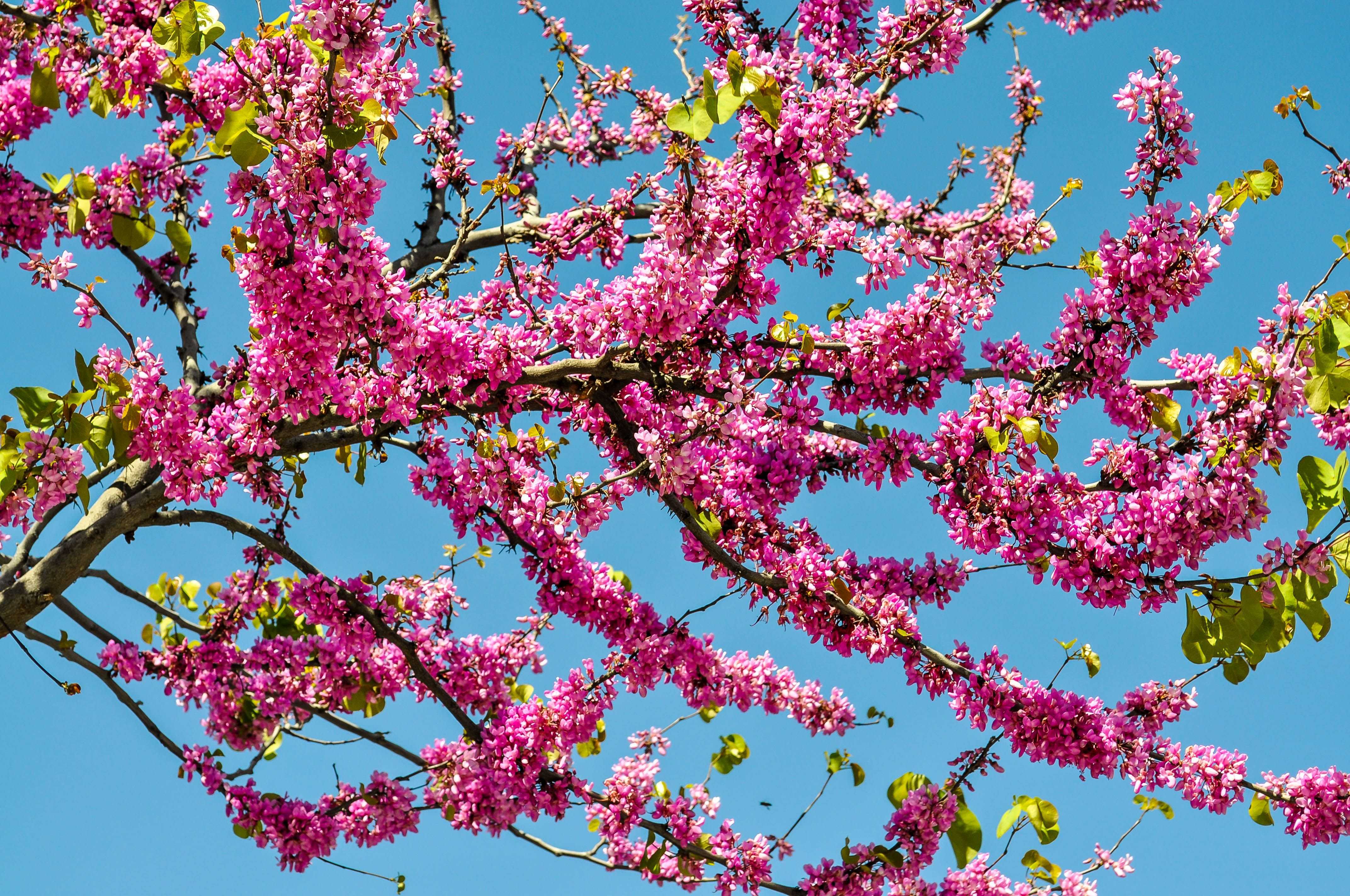 Цветущие деревья в крыму фото