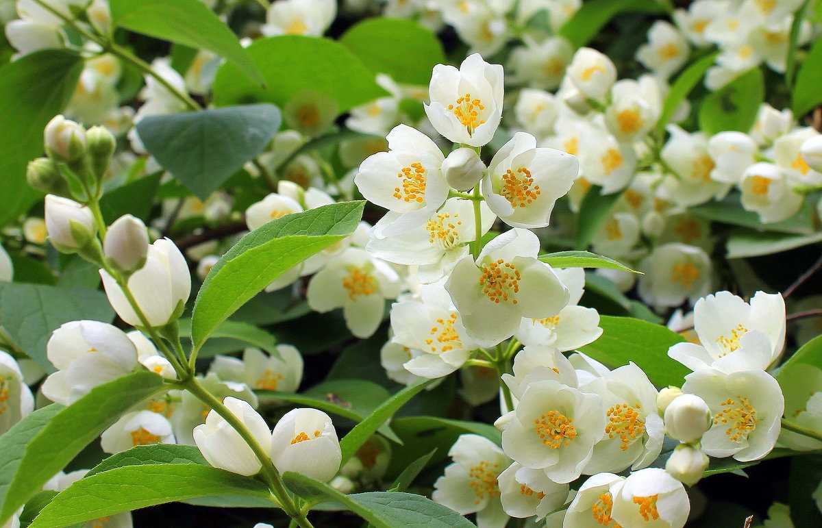 Благоухающие ночецветы: 15 растений, которые распускаются в сумерках