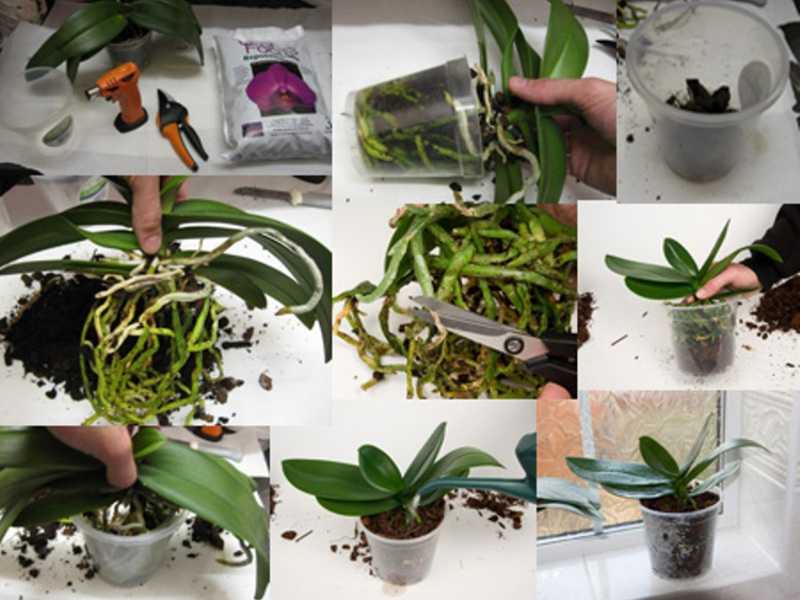 Как ухаживать за фаленопсисом (phalaenopsis) в домашних условиях правильно: болезни и вредители, фото, выращивание цветка на воздухе, способ рассадить старую орхидею