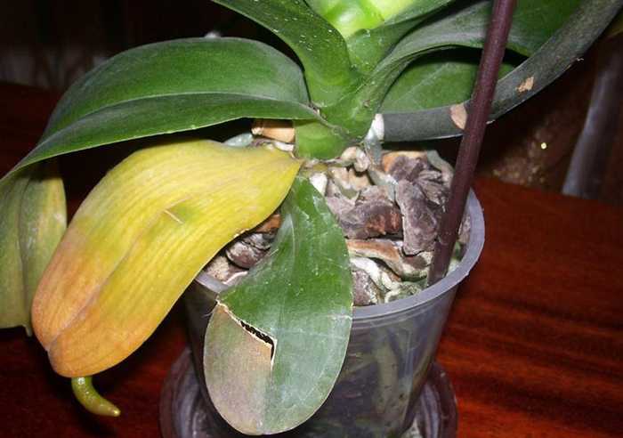 Основные причины, почему желтеет орхидея и что делать