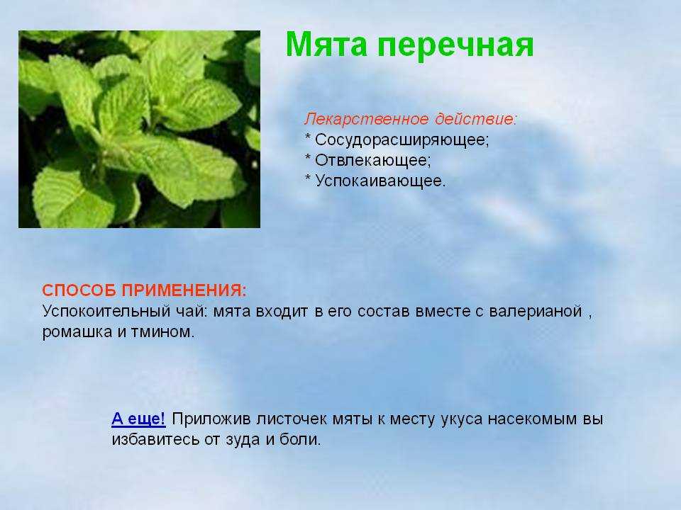 Чай с мятой / польза и вред душистой травы – статья из рубрики "здоровая еда" на food.ru