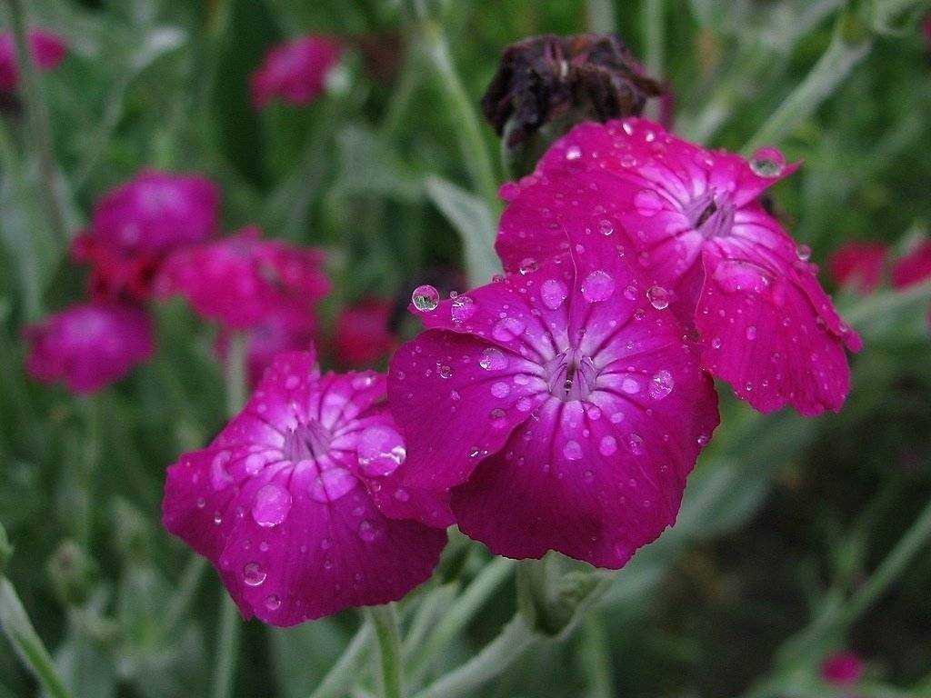 Вискария: выращивание, посадка и уход за цветком