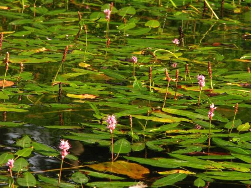 Популярные водные растения для пруда