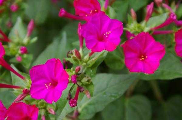 Благоухающие ночецветы: 15 растений, которые распускаются в сумерках