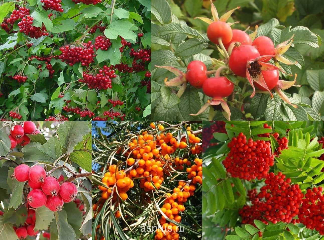 Ягодные плодовые культуры. выращивание основных видов плодовых и ягодных культур технология богатых урожаев
