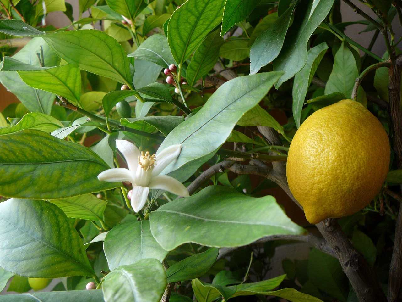 Лимон (citrus limon). выращивание, формирование.