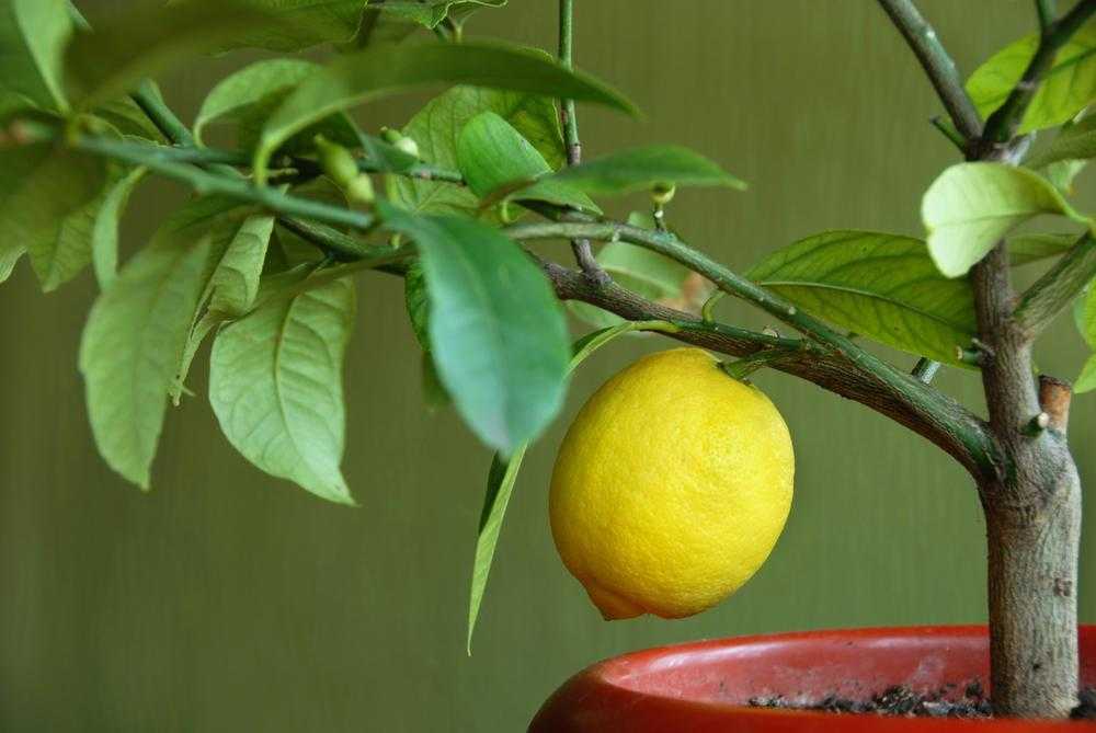 Комнатный лимон — правила выращивания
