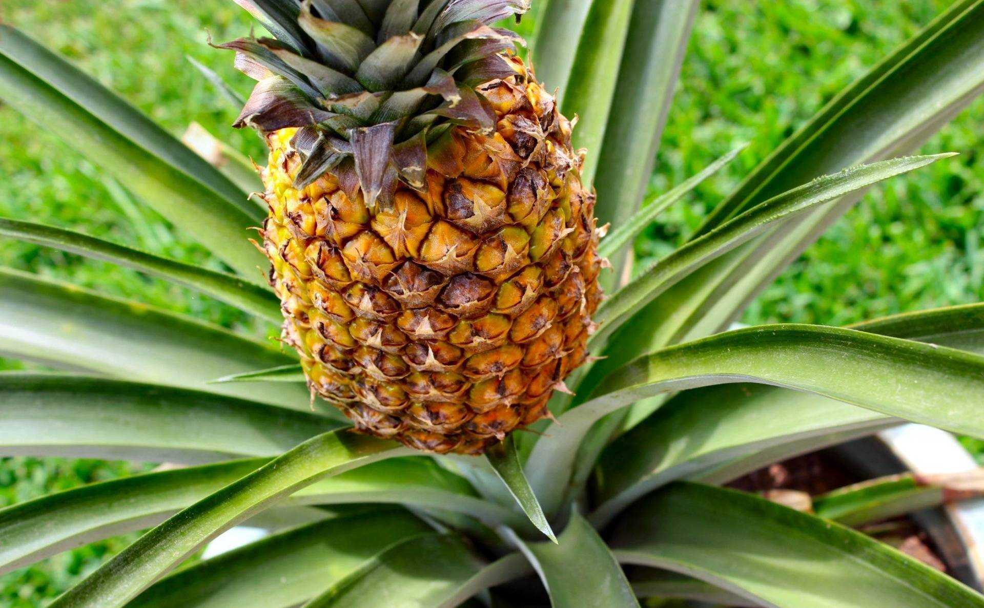 Ананас (ananas). описание, виды и выращивание ананаса.