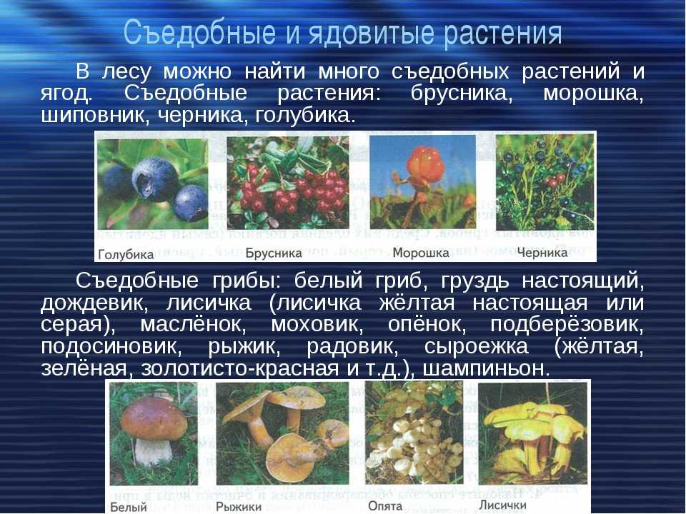 Лечебные, съедобные и ядовитые растения, травы и грибы липецкой области