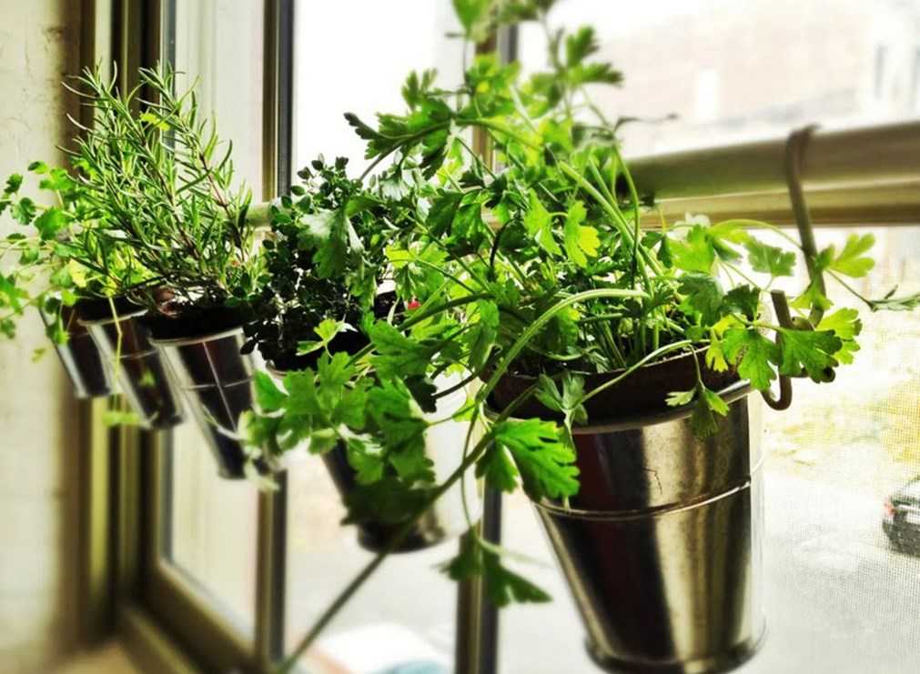 Ароматный кресс-салат: правила выращивания на подоконнике