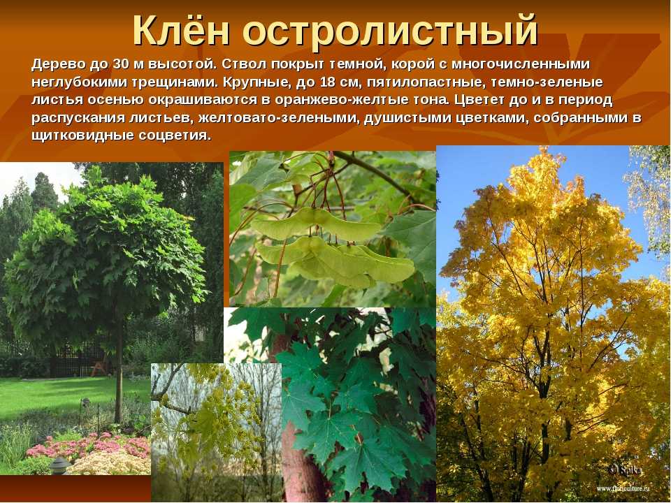 Клен татарский, фото, описание, условия выращивания, использование, уход