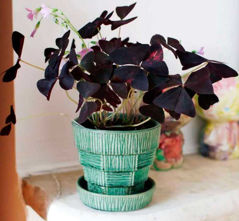 Как легко размножить комнатное растение листовыми черенками, чтобы не покупать новое