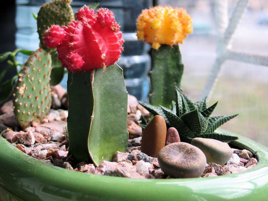 Гимнокалициум - уход за кактусом в домашних условиях