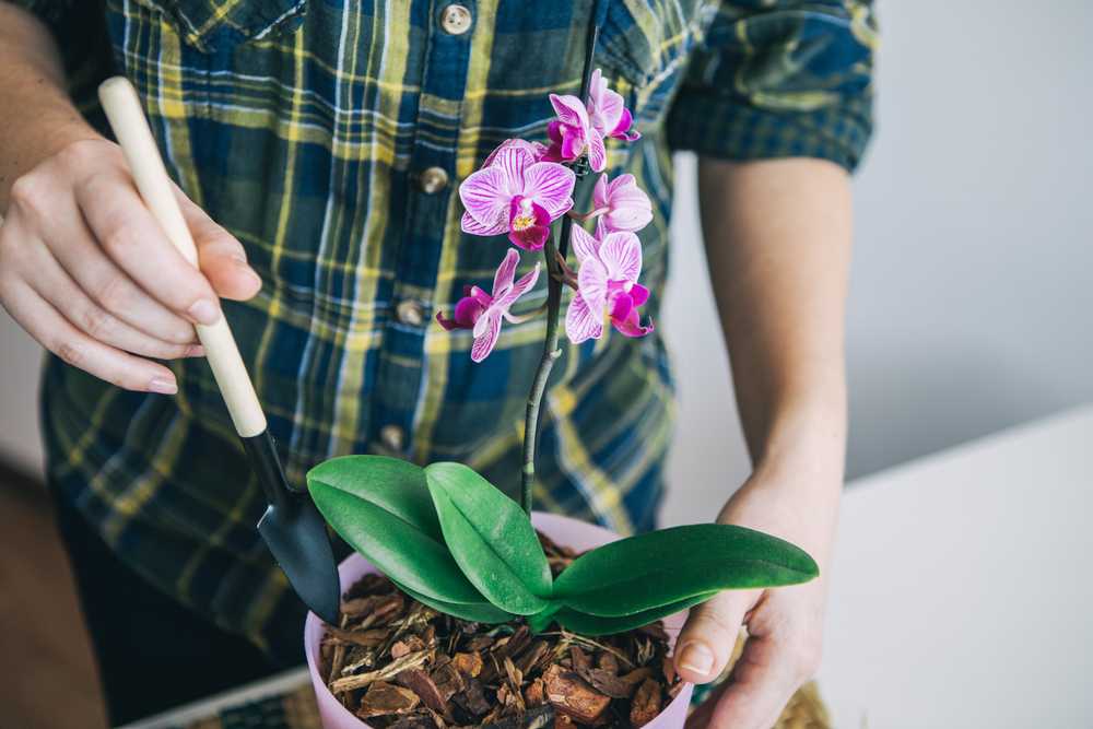 Орхидея фаленопсис: как правильно ухаживать в домашних условиях?