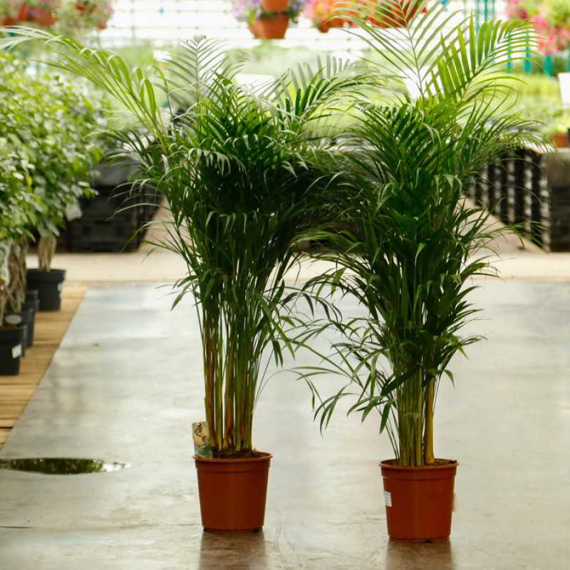 Хризалидокарпус - уход за пальмой в домашних условиях, размножение, проблемы