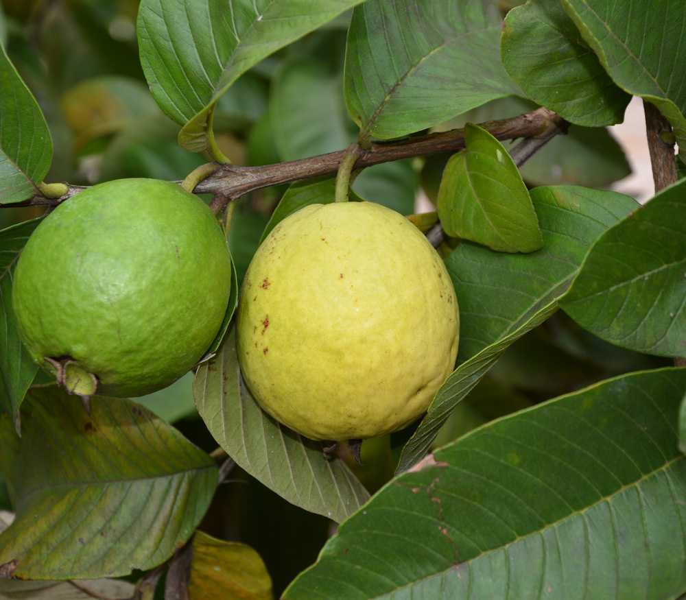 Тропический псидиум в домашних условиях: как вырастить гуайяву и получить плоды